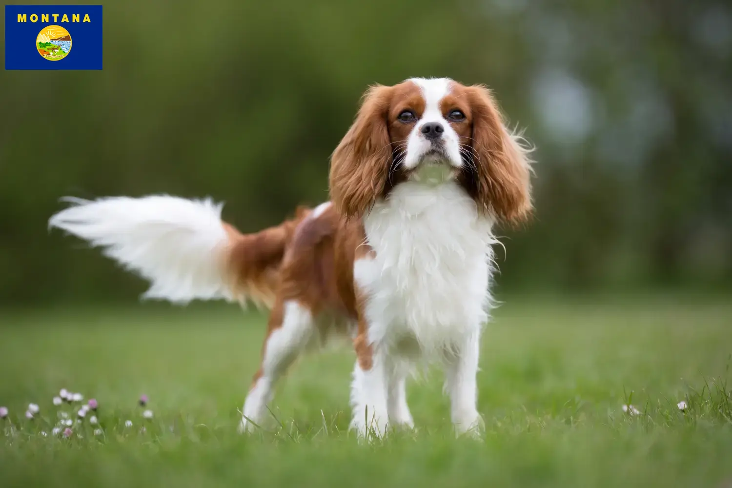 Cavalier King Charles Spaniel puppies and breeder Montana Find Cavalier King Charles Spaniels breeders in Montana.