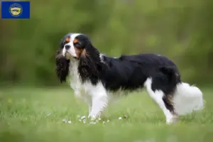 Read more about the article Cavalier King Charles Spaniel breeders and puppies in Nebraska
