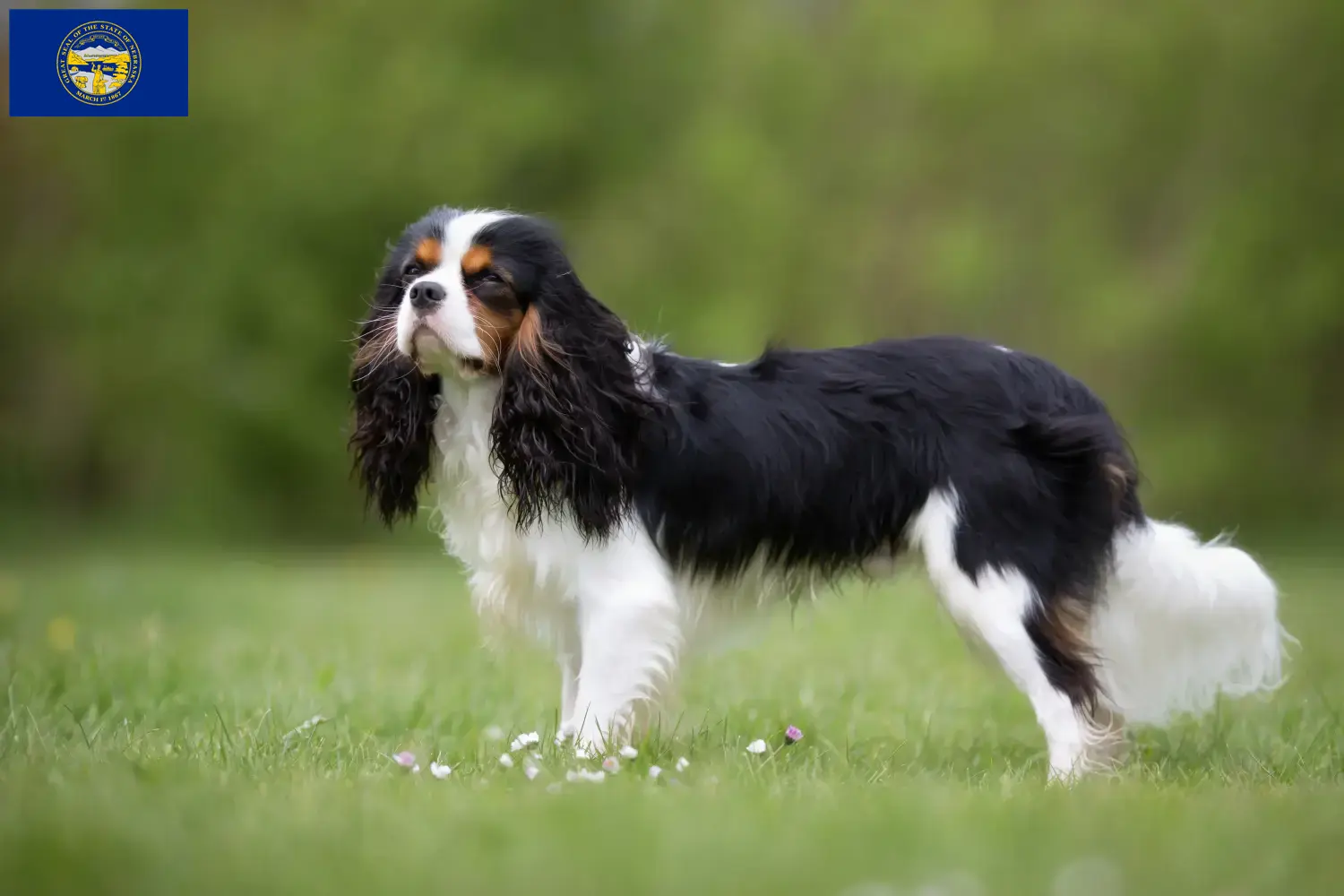 Cavalier King Charles Spaniel puppies and breeders Nebraska Find Cavalier King Charles Spaniels breeders in Nebraska.