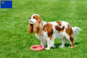 Read more about the article Cavalier King Charles Spaniel breeders and puppies in Nevada