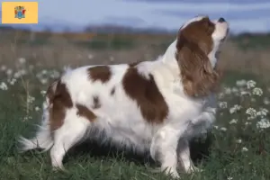 Read more about the article Cavalier King Charles Spaniel breeders and puppies in New Jersey