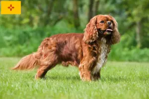 Read more about the article Cavalier King Charles Spaniel breeders and puppies in New Mexico