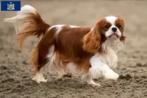 Read more about the article Cavalier King Charles Spaniel breeders and puppies in New York