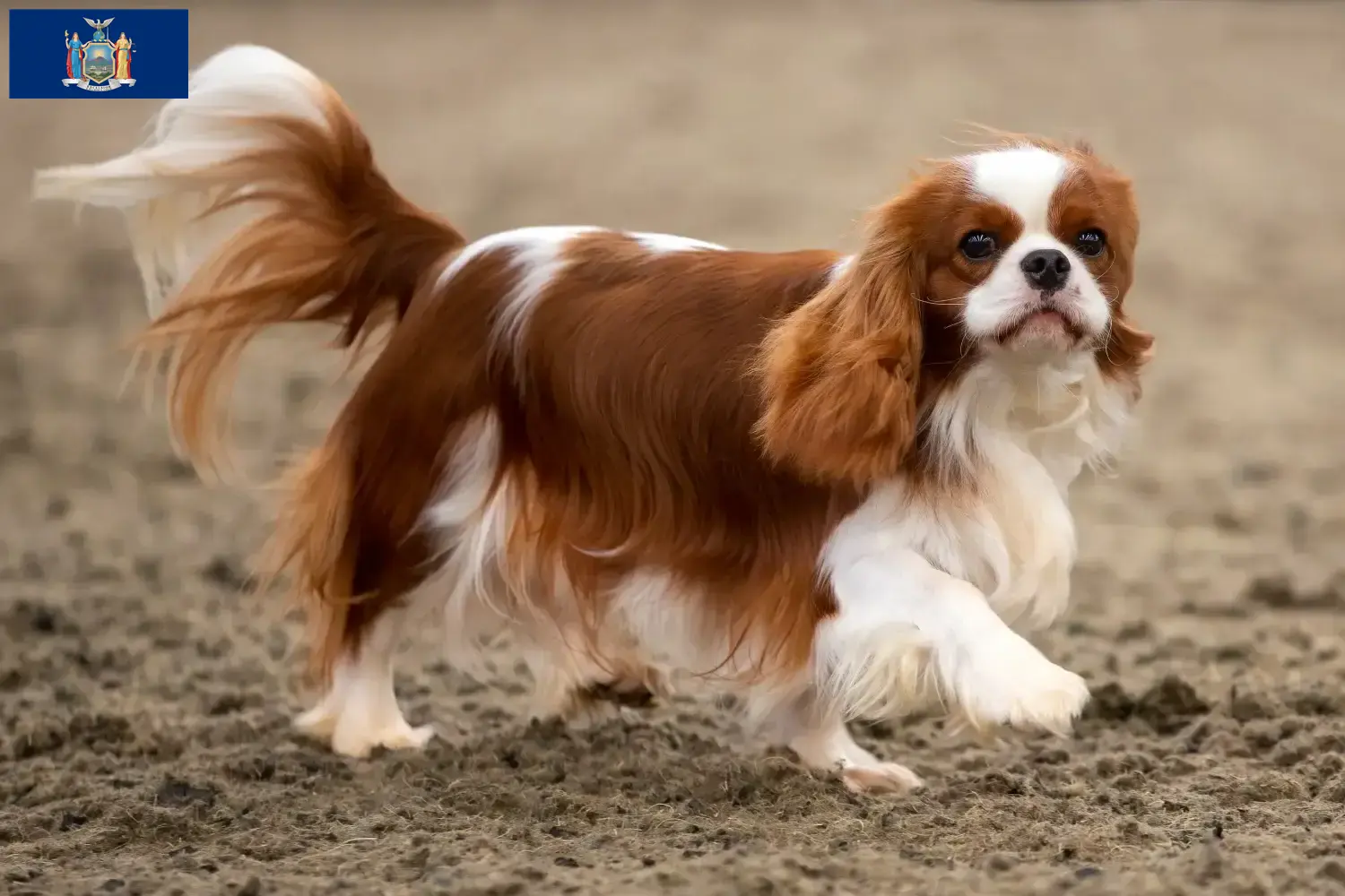 Cavalier King Charles Spaniel puppies and breeders New York Find Cavalier King Charles Spaniels breeders in New York here.