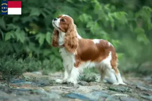Read more about the article Cavalier King Charles Spaniel breeders and puppies in North Carolina