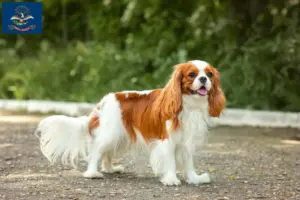 Read more about the article Cavalier King Charles Spaniel breeders and puppies in North Dakota