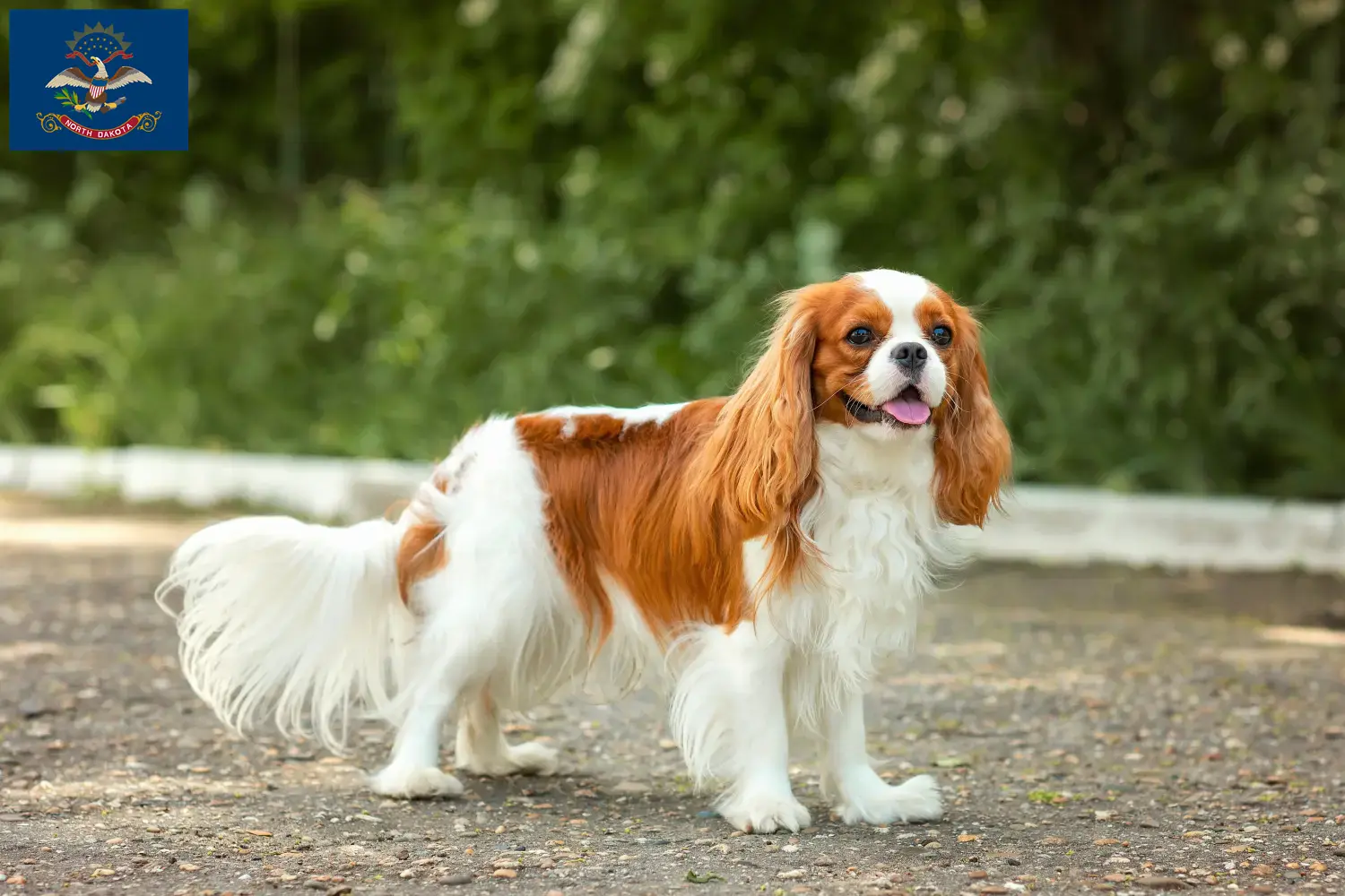Cavalier King Charles Spaniel puppies and breeders North Dakota Find Cavalier King Charles Spaniels breeders in North Dakota.