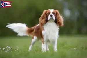 Read more about the article Cavalier King Charles Spaniel breeders and puppies in Ohio