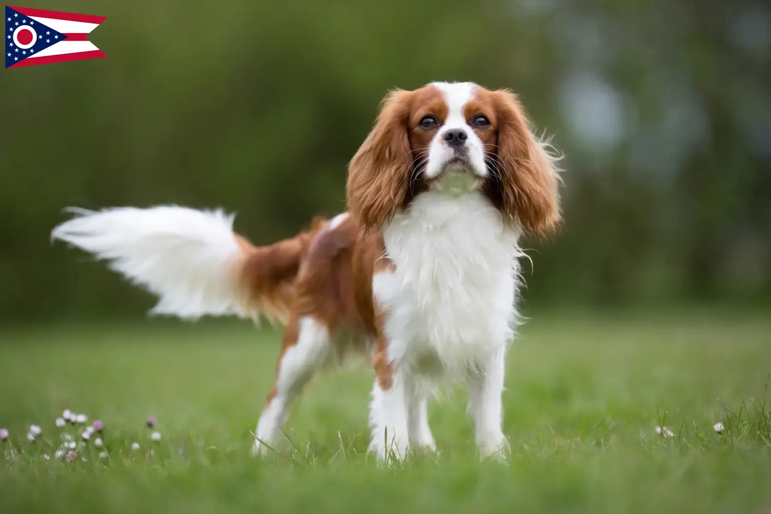 Cavalier King Charles Spaniel puppies and breeders Ohio Find Cavalier King Charles Spaniels breeders in Ohio.