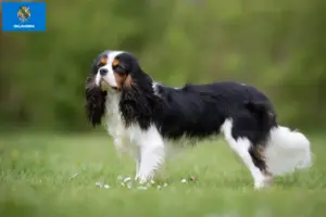 Read more about the article Cavalier King Charles Spaniel breeders and puppies in Oklahoma