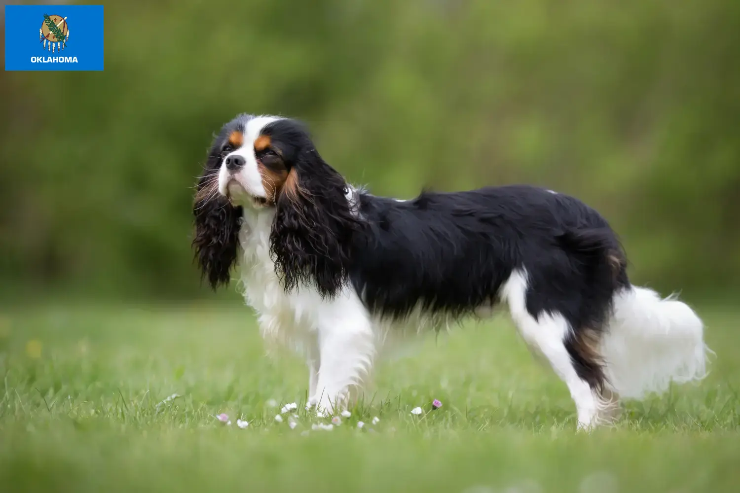 Cavalier King Charles Spaniel puppies and breeders Oklahoma Find Cavalier King Charles Spaniels breeders in Oklahoma.