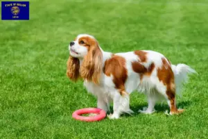 Read more about the article Cavalier King Charles Spaniel breeders and puppies in Oregon