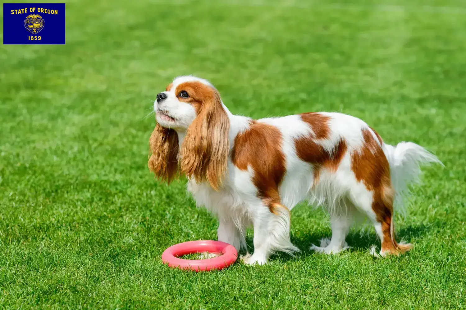 Cavalier King Charles Spaniel puppies and breeders Oregon Find Cavalier King Charles Spaniels breeders in Oregon.