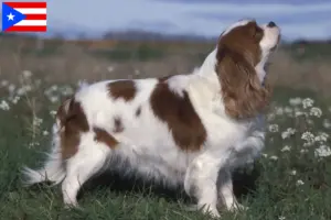 Read more about the article Cavalier King Charles Spaniel breeders and puppies in Puerto Rico