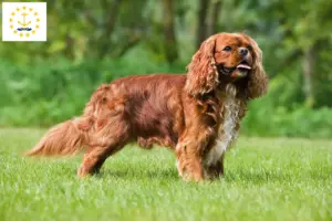 Read more about the article Cavalier King Charles Spaniel breeders and puppies in Rhode Island