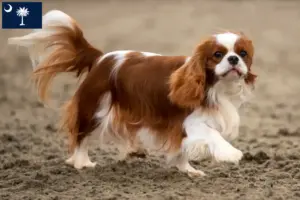 Read more about the article Cavalier King Charles Spaniel breeders and puppies in South Carolina