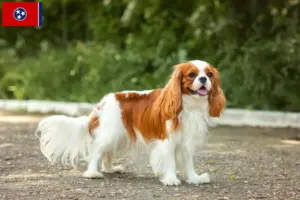 Read more about the article Cavalier King Charles Spaniel breeders and puppies in Tennessee