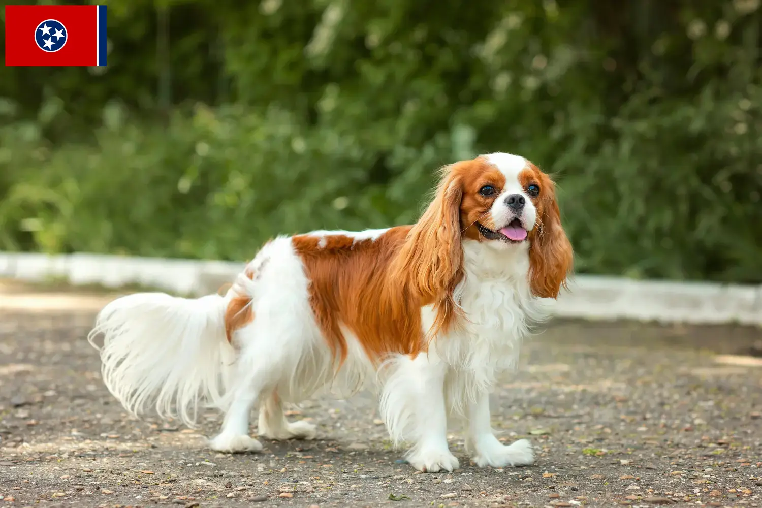 Cavalier King Charles Spaniel puppies and breeder Tennessee Find Cavalier King Charles Spaniels breeders in Tennessee.