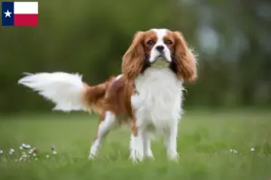 Read more about the article Cavalier King Charles Spaniel breeders and puppies in Texas