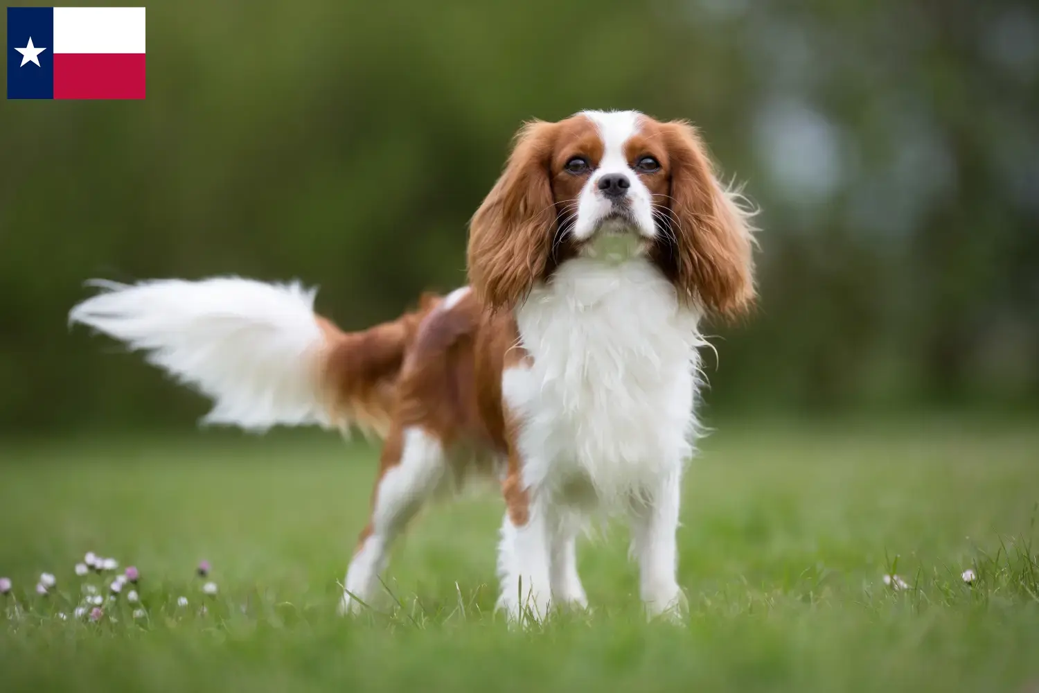 Read more about the article Cavalier King Charles Spaniel breeders and puppies in Texas