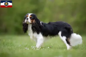 Read more about the article Cavalier King Charles Spaniel breeders and puppies in Utah