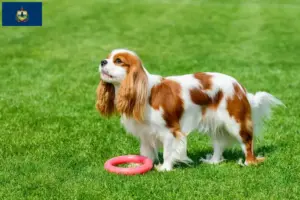 Read more about the article Cavalier King Charles Spaniel breeders and puppies in Vermont