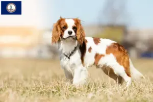 Read more about the article Cavalier King Charles Spaniel breeders and puppies in Virginia