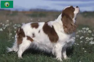 Read more about the article Cavalier King Charles Spaniel breeders and puppies in Washington