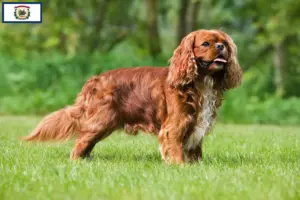 Read more about the article Cavalier King Charles Spaniel breeders and puppies in West Virginia