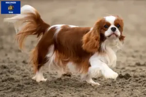 Read more about the article Cavalier King Charles Spaniel breeders and puppies in Wisconsin