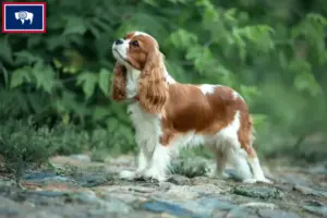 Read more about the article Cavalier King Charles Spaniel breeders and puppies in Wyoming