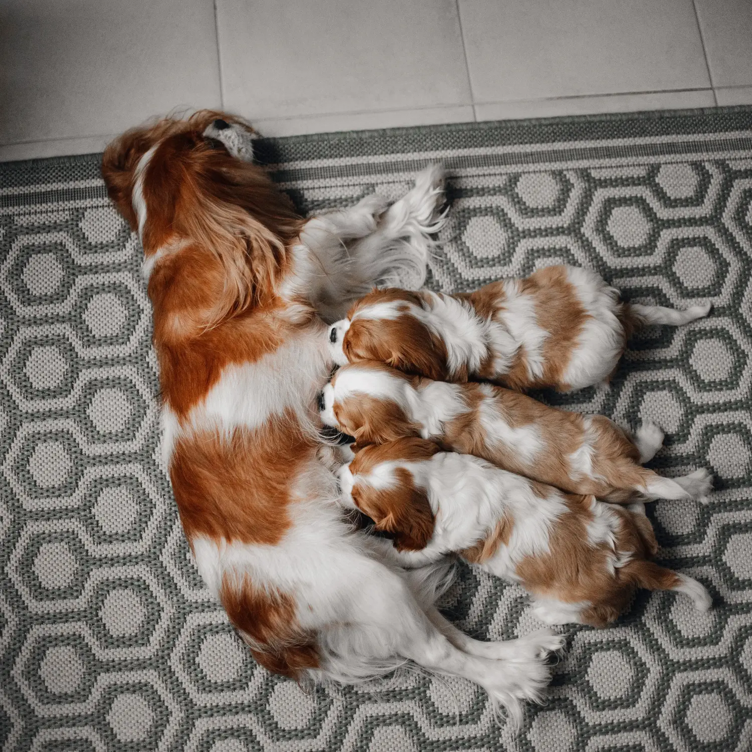Buying a Cavalier King Charles Spaniel puppy means taking responsibility! Buy Cavalier King Charles Spaniel puppies.