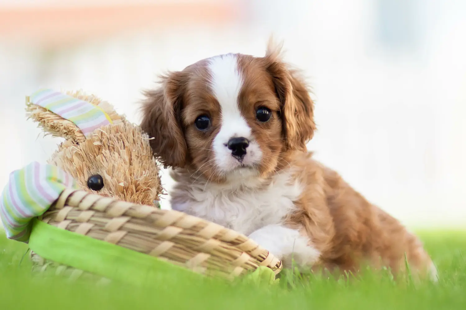 Buying a Cavalier King Charles Spaniel puppy means taking responsibility! Buy Cavalier King Charles Spaniel puppies.