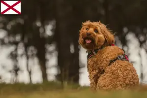 Read more about the article Cavoodle breeders and puppies in Alabama
