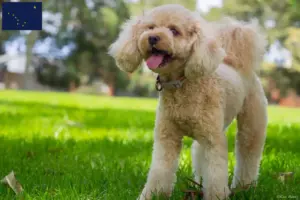 Read more about the article Cavoodle breeders and puppies in Alaska