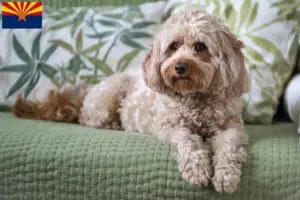 Read more about the article Cavoodle breeders and puppies in Arizona