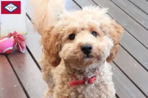 Read more about the article Cavoodle breeders and puppies in Arkansas