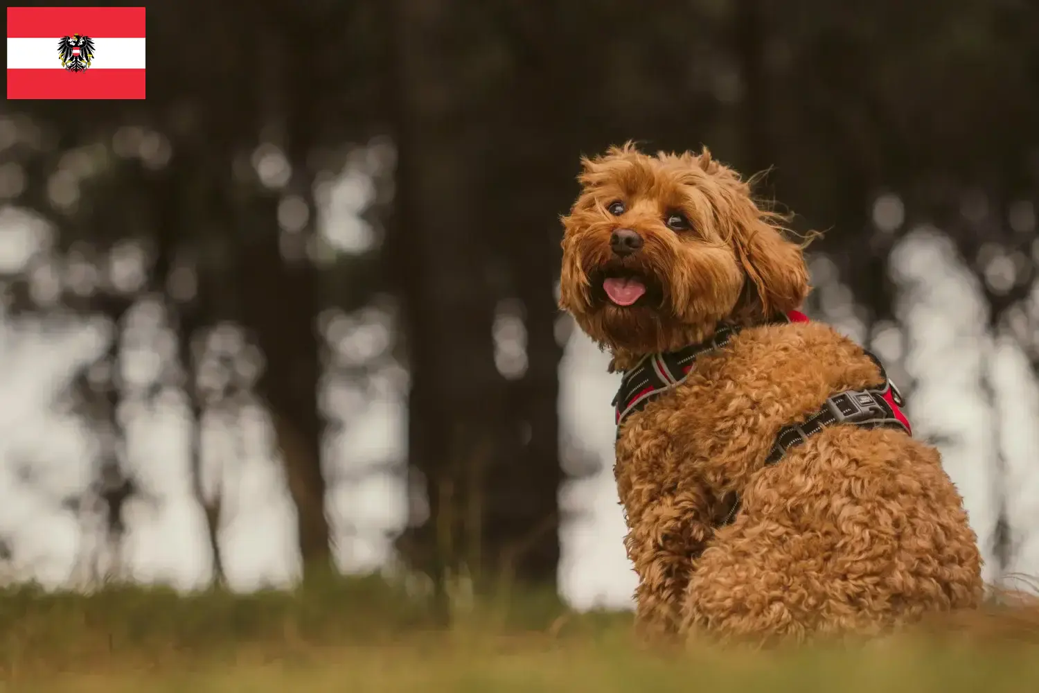 Cavoodle puppies and breeders Austria Here you can find Cavoodles breeders in Austria.