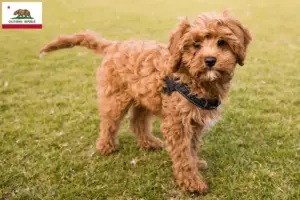 Read more about the article Cavoodle breeders and puppies in California