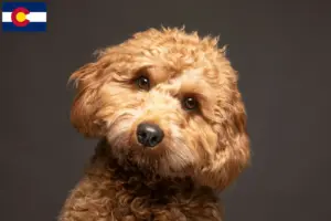 Read more about the article Cavoodle breeders and puppies in Colorado