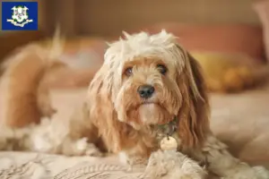 Read more about the article Cavoodle breeders and puppies in Connecticut
