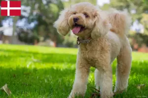 Read more about the article Cavoodle breeders and puppies in Denmark