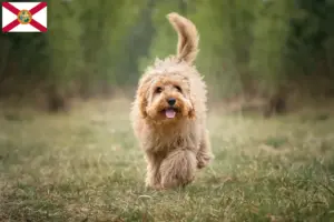Read more about the article Cavoodle breeders and puppies in Florida