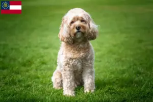 Read more about the article Cavoodle breeders and puppies in Georgia