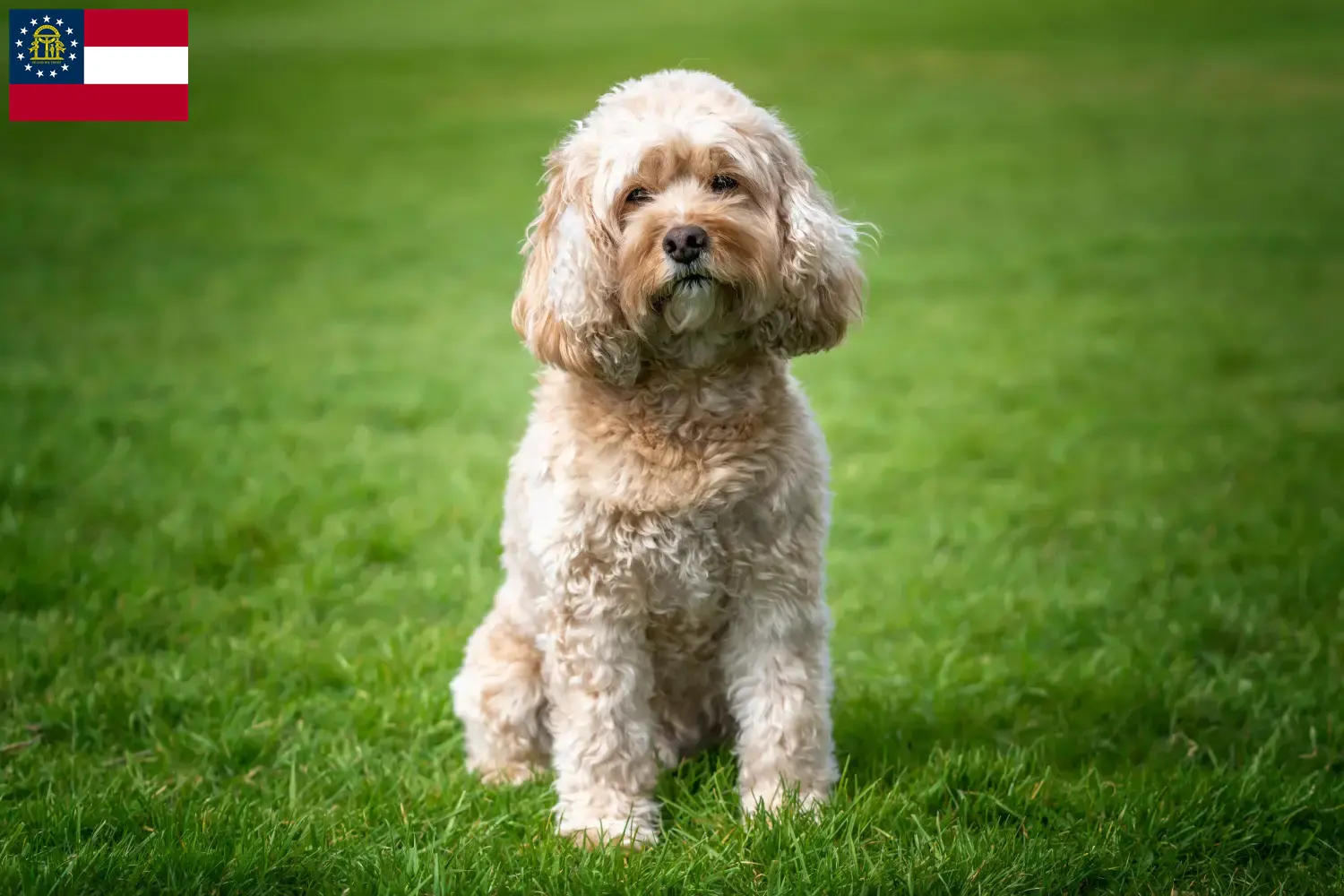 Cavoodle puppies and breeders Georgia Here you can find Cavoodles breeders in Georgia.