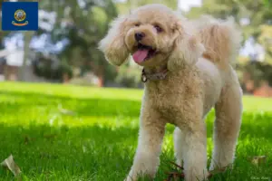 Read more about the article Cavoodle breeders and puppies in Idaho
