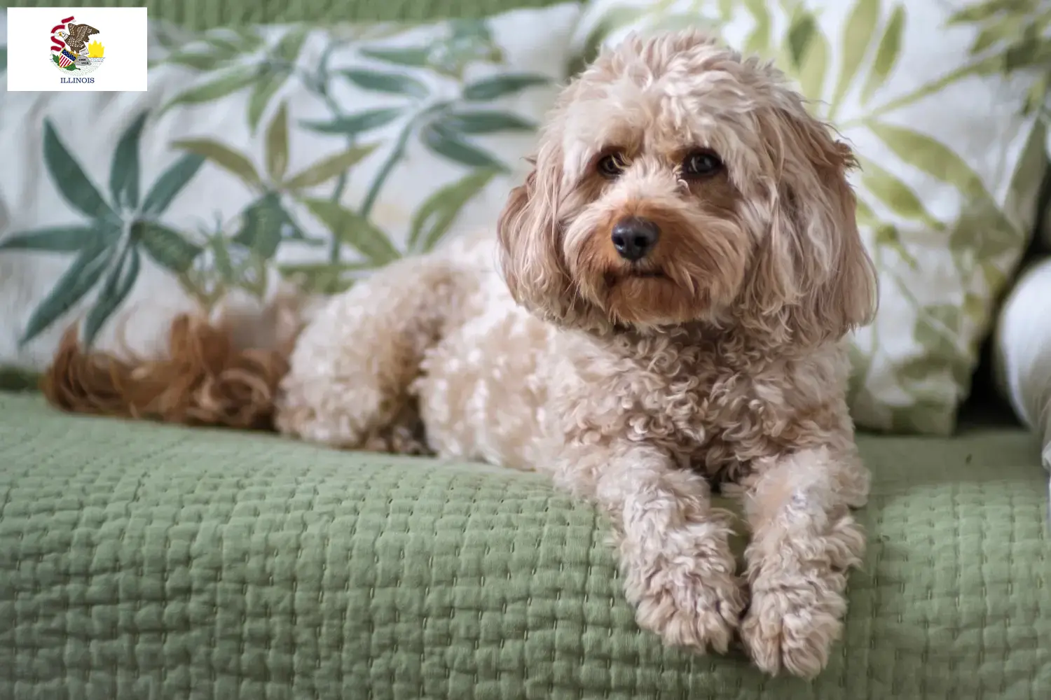 Cavoodle puppies and breeders Illinois Here you can find Cavoodles breeders in Illinois.