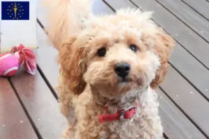 Read more about the article Cavoodle breeders and puppies in Indiana