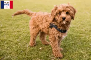 Read more about the article Cavoodle breeders and puppies in Iowa