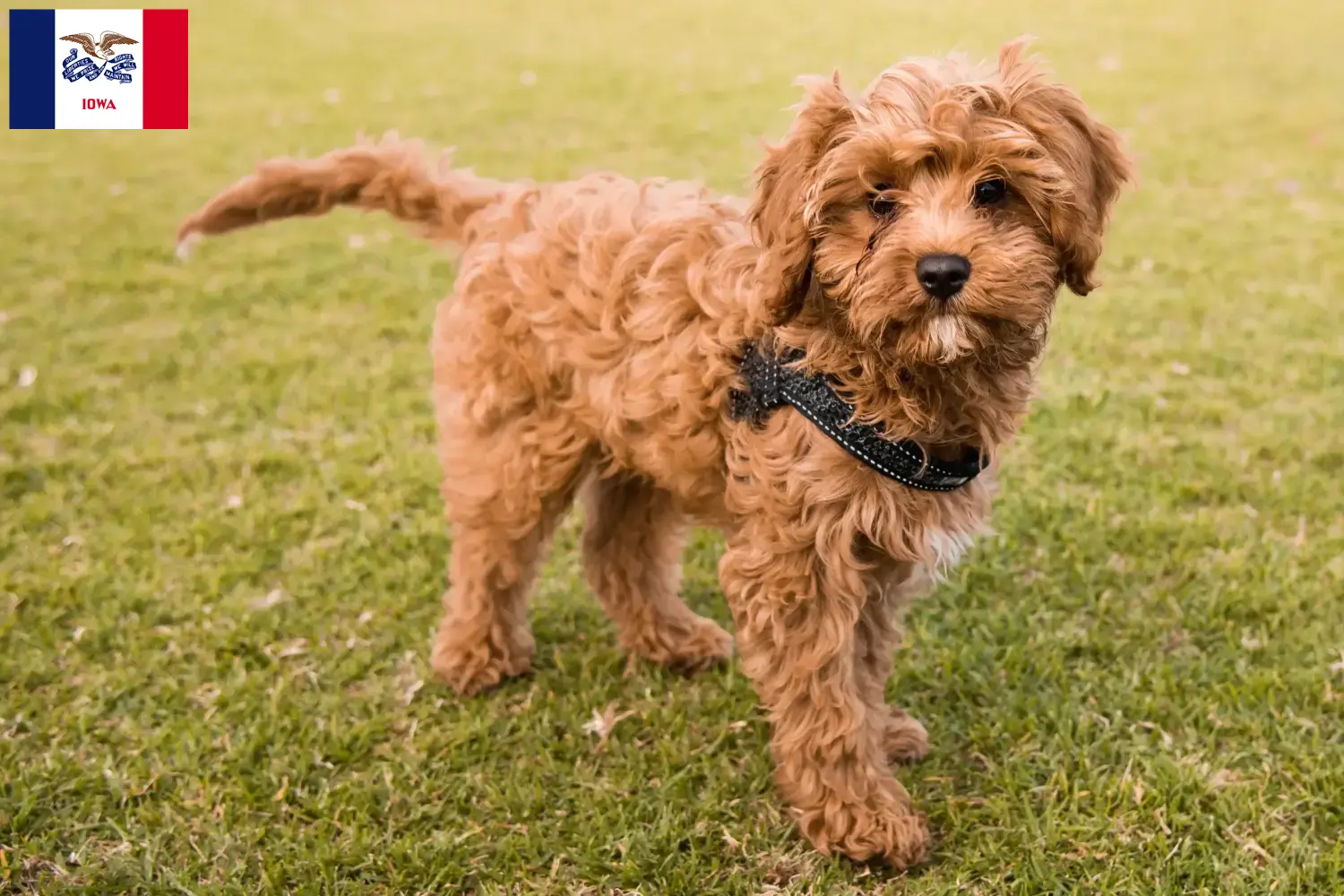 Cavoodle puppies and breeders Iowa Find Cavoodles breeders in Iowa here.